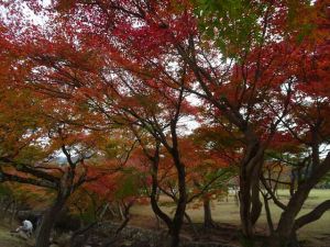 奈良公園１