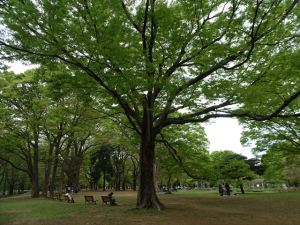 代々木公園５