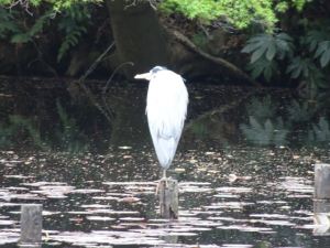 明治神宮御苑６