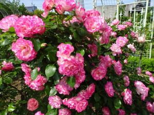 芝公園8 芝公園8