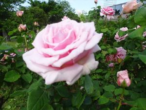 芝公園11 芝公園11