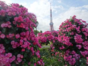 芝公園12 芝公園12
