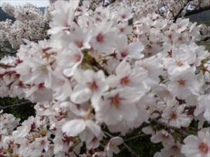 大覚寺8 大覚寺8