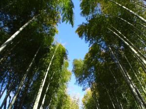 修善寺温泉３