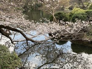 新宿御苑6 新宿御苑6