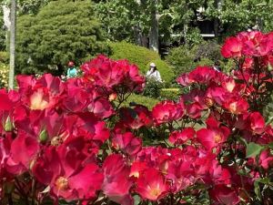 新宿御苑9 新宿御苑9