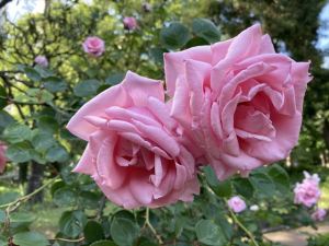 日比谷公園3 日比谷公園3