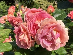 日比谷公園7 日比谷公園7