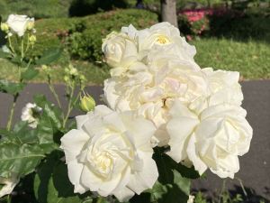 日比谷公園8 日比谷公園8