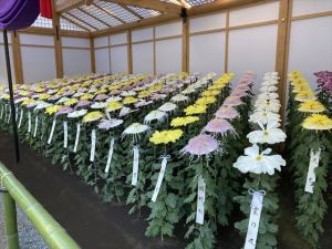 新宿御苑9 新宿御苑9