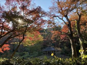 明治神宮御苑8 明治神宮御苑8