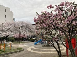 桜4 桜4