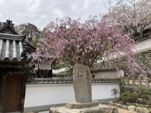 長谷寺7 長谷寺7