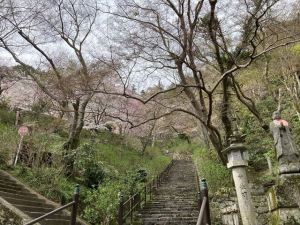 長谷寺9 長谷寺9