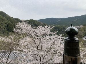 長谷寺12 長谷寺12