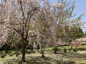 弘前公園6 弘前公園6