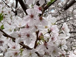 目黒川4 目黒川4