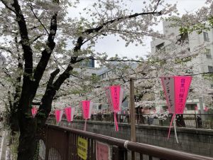 目黒川8 目黒川8